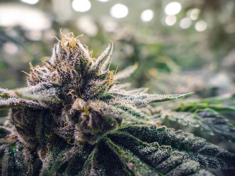 Why Should I Consider Cannabis Flowers?